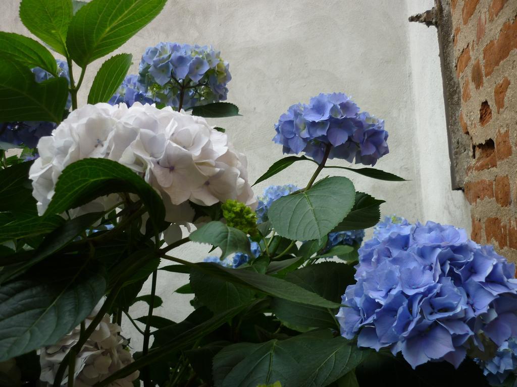 L'Adele Bed & Breakfast Occimiano ภายนอก รูปภาพ
